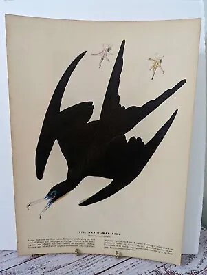 Audubon Birds Of America Book Plate Print Man O War / Parasitic Jaeger 1942 • $11.99