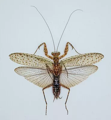 Mantidae - Mantis  - Humberteilla Sp (m) - Tapah Hills Cameron Highland  (MT18) • $18.98