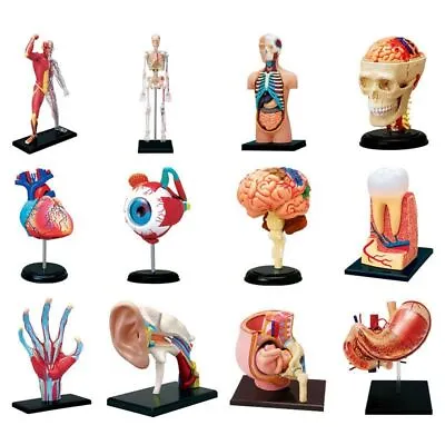 Anatomical Organ Model 4D Selection Puzzle Medical Teaching Human Body 32-Parts • $59.79