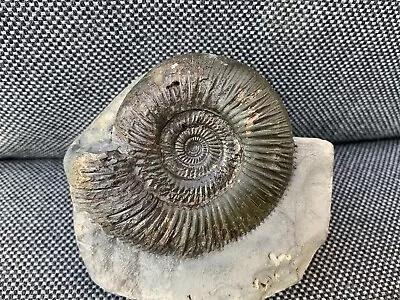 Dactylioceras Tenuicostatum Fossil Ammonite Grey Shales Robin Hoods Bay England • $43.46