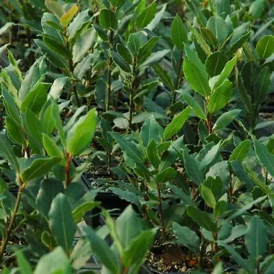 £8.49 • Buy Bay Laurel Plant Herb For Cooking In A 9cm Pot - Laurus Nobilis Bay Plant