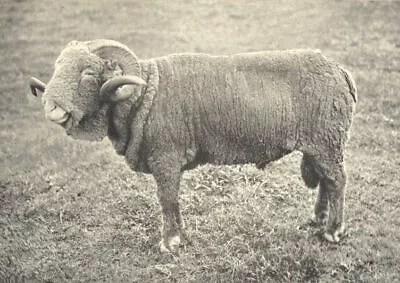 SHEEP. French Rambouillet Ram (Shorn) 1912 Old Antique Vintage Print Picture • $11.20