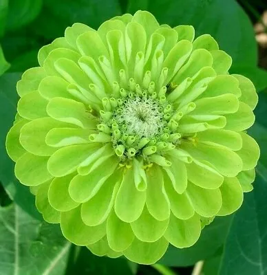  150 Seeds Zinnia Dahliaflowered Envy+4 FREE PLANT LABEL  • £0.99