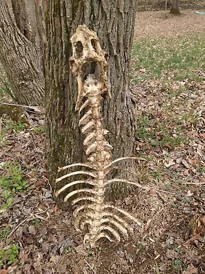 Deer Spine Vertebrae Rib Cage Carcass With Skin Bones Oddity Craft • $45