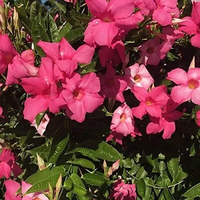 Mandevilla Giant Dark Pink 4 Inch Pot • $10.99