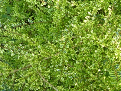 £7.95 • Buy Lonicera Nitida Lemon Beauty Bush Honeysuckle Low Hedging Shrub 9cm & 17cm Pot