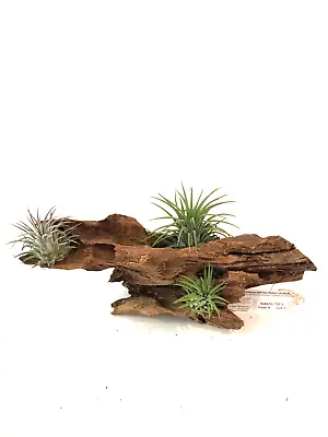 Malaysian Driftwood & Air Plant: A Perfect Fusion Of Nature's Beauty S (10~12 ) • $39.99