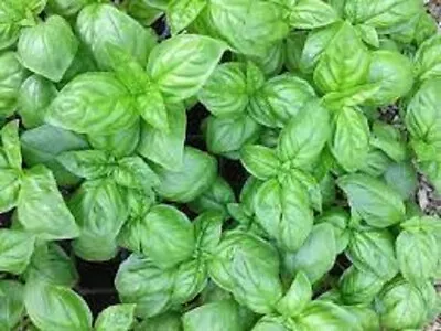 Premium Genovese Basil Herb - Most Popular Variety  Fresh Organic Heirloom Seed • $1.99