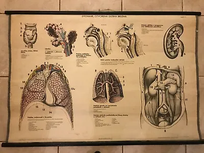 Original Vintage Medical Pull Down School Chart Of Breathing Abdominal Cavity • $85.50