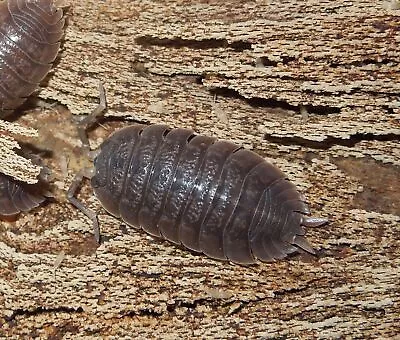 100 Giant Canyon Isopods (Porcellio Dilatatus) Live Pet Feeder Insect • $50