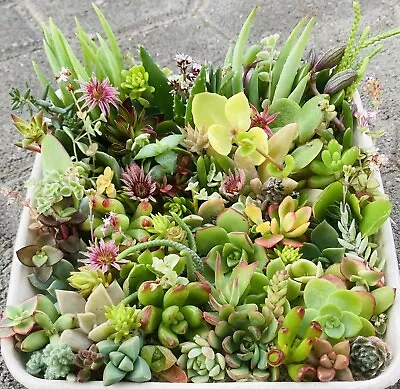 SUCCULENTS Cuttings Mix Pack Aloe Senecio Sedum Crassula Collectors • $40