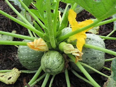 20+ Round Zucchini Summer Squash Seeds(Cucurbita Pepo) Vegetable Fresh USA • $2.39