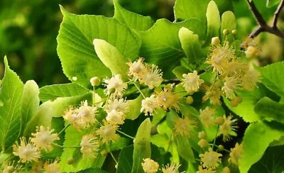  Linden Tree (Tilia Platyphyllos) Or Lime Tree / Finest 5-Seeds / UK Seller. • £1.65