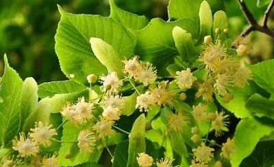 Linden Tree (Tilia Platyphyllos) Or Lime Tree / Finest 10-Seeds / UK Seller. • £2.75