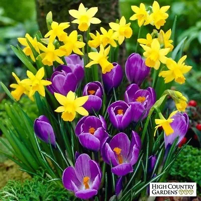 Spring Mix Flower Bulbs - 8 Mixed Bulbs • $19.99