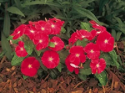 Vinca Seeds 50 Seeds Vinca First Kiss Cherry • $4.25