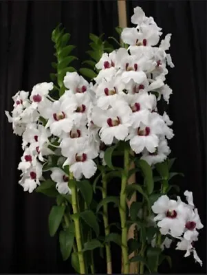 $90 • Buy Orchid Dendrobium Snow Festival Mericlone LARGE PLANT