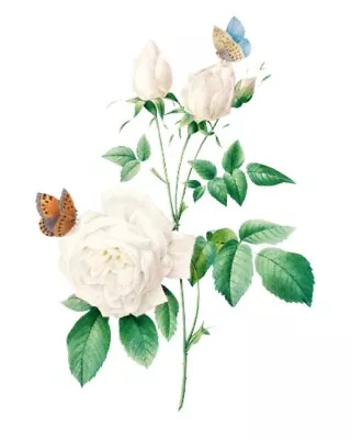 £3.99 • Buy White Rose Flower Vinyl Stickers Decals Wall Laptop IPad Scrapbooking Furniture
