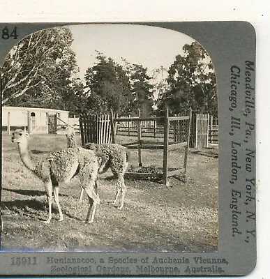 Vicuna Zoological Gardens Melbourne Australia Keystone Stereoview C1900 • $20