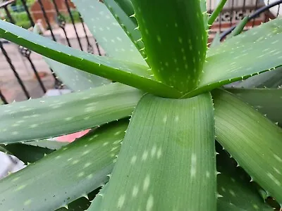 Aloe Vera Plant - Rare Medicinal Cold Weather Variant Suited For UK - 5 - 10 Cm • £30