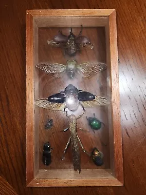 Vintage Real Insect Wood Framed Beetles Grasshopper Double Glass Mounted • $45