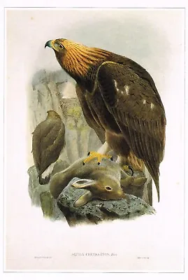 £3.49 • Buy Golden Eagle Bird Print Old Picture Joseph Wolf Vintage CNHPBOP#43