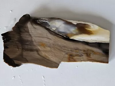 Petrified Wood Lapidary Slab McDermitt 152 Grams • $24