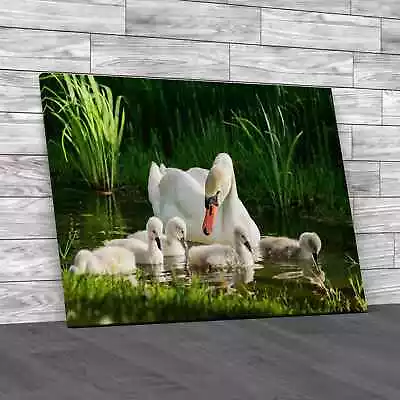 Swan And Its Babies Canvas Print Large Picture Wall Art • £21.95