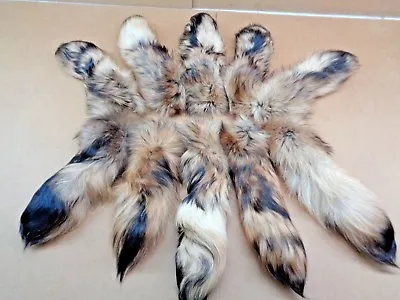 Rare #1 Quality Super Soft XL Tanned Finn Coon Tail/Tanuki/Crafts/Coyote Tail • $10.75