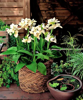 50PCS Seeds Canna Lily Gorgeous Lily-Like Blossoms Cream White Perennial Flower • $10.47