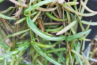 Exquisite String Of Needles Plant - Rare Hanging Succulent Long & Slender • $15.70