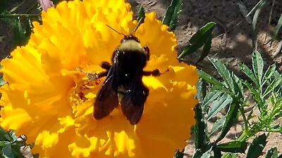 25 Marigold SEEDS Tall Yellow Fresh Crop Repel Mosquitos Attract Pollinators USA • $4.99