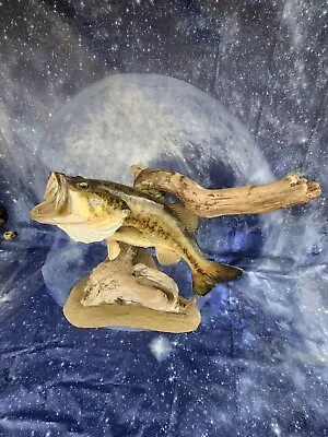 Impressive Vintage Desk Top Big Largemouth Bass Mount Display. 25  Long Fish • $399