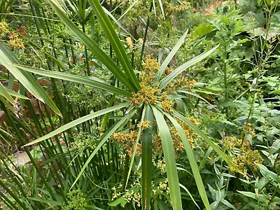 Cyperus Alternifolius (Umbrella Plant) Gives Tropical Look To Your Garden • £9.99