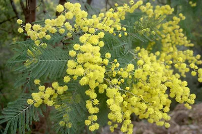 Acacia Dealbata  Evergreen Shrub In 2L Pot Silver Wattle Or Mimosa • £15