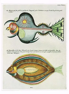Cowfish Flatfish Exotic Vintage Fish Print Samuel Fallours Picture 1990 CNHPF#09 • $4.96