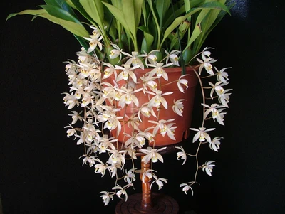 $25 • Buy Orchid Plant 0407. Coelogyne Flaccida Nice Blooming Size Division Species