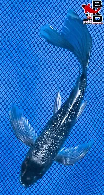 7  BUTTERFLY GINRIN MATSUKAWABAKE Live Koi Fish Garden Pond 4/21 • $37.99