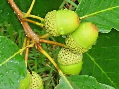 12 CHESTNUT OAK ACORNS - Quercus Prinus  • $10