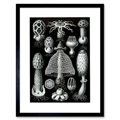 Nature Haeckel Fungus Mushroom Toadstool Framed Art Print Picture Mount 12x16  • £11.99