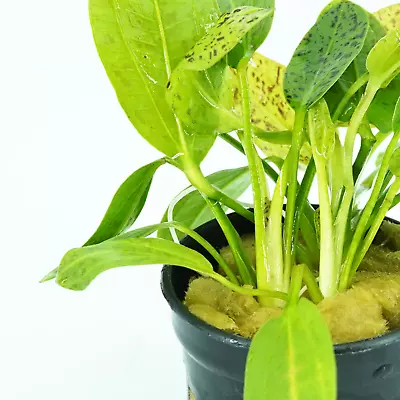 Buy2Get1Free Sword Ozelot Green Echinodorus Potted Live Plants Aquatic Fresh • $14.99