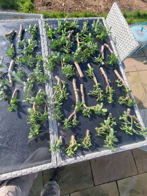 £0.99 • Buy Jade Plant Cuttings, Bonsai Money Plant Up To 12 Inches 300mm  High