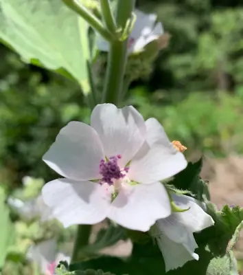 25 Organically Grown Marshmallow Seeds (Althaea Officinalis) – Medicinal Herb • $2.75