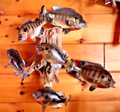 Real Skin SUNFISH Taxidermy Wall Mount Featuring 6 SUNFISH Mounts On Driftwood • $500