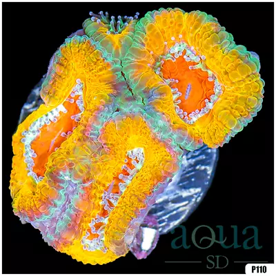 088 AquaSD Live Corals/Frags - Mango Tango Acan Lord - Aqua SD • $10.60