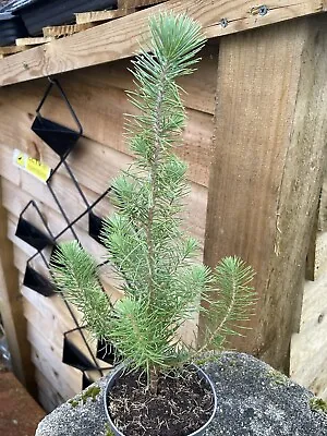 Stone Pine Sapling 🌲 Pinus Pinea - 20-30cm In Pot • £11.99