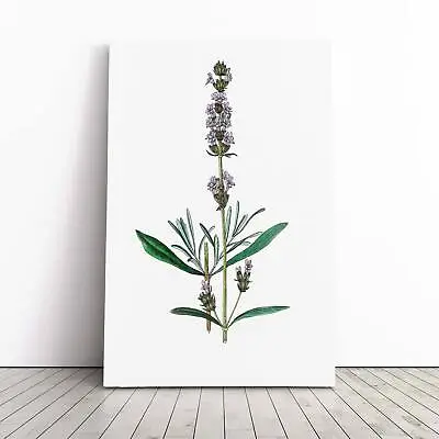 Lavender Illustration Flowers Floral Vintage Canvas Wall Art Print Framed Decor • £24.95