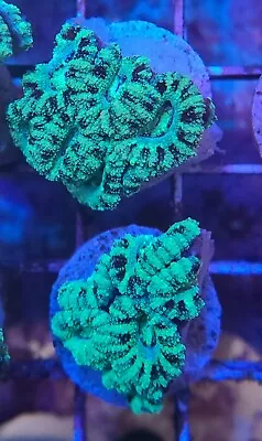 Live Coral Frag Robbie's Corals Ultra Green Tiger Striped Acan Coral Frag 1 -1.5 • $24.99