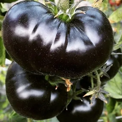 30+ Black Sea Man Tomato Seeds - Heirloom - Organic ----------------------- RARE • $3.18
