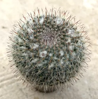 Mammillaria Hahniana 'Old Lady Pincushion' Comes In A 2.5  Pot • $10.36